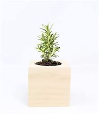 CUBO IN LEGNO CON PIANTA MADE IN ITALY